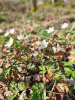 Balade et repas partagé "fêter le renouveau printanier"